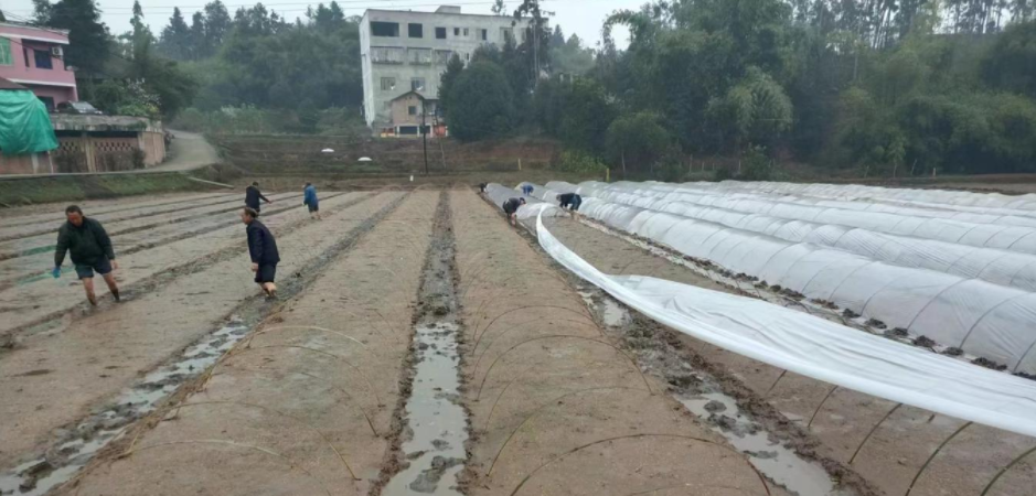 纳溪：乡贤志愿助春耕 抢抓农时解民忧