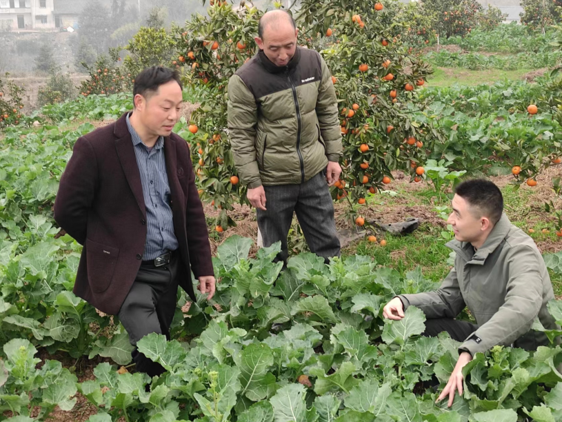 纳溪新乐：乡贤作表率  套种助增收